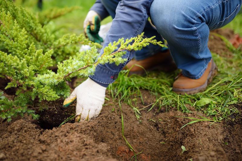 Tree Planting Service in Ventura County, CA